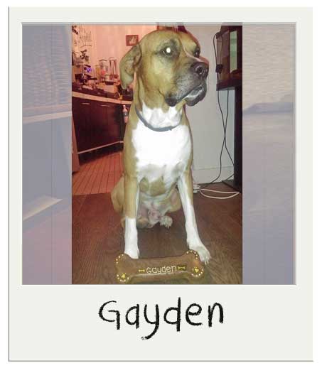 Gayden et son grand gateau pour chiens